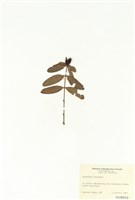 藏品(多葉金絲桃)的圖片